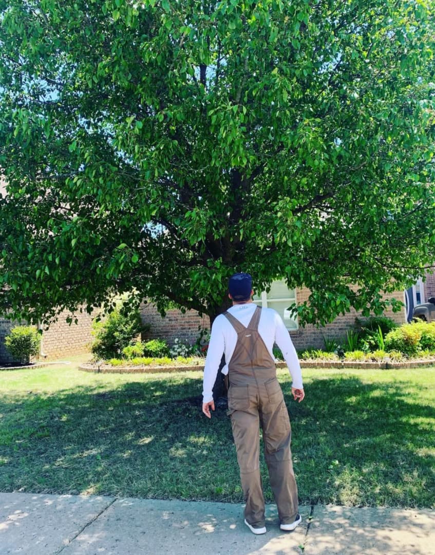 Jared Rumfelt, ArborElite Owner facing tree
